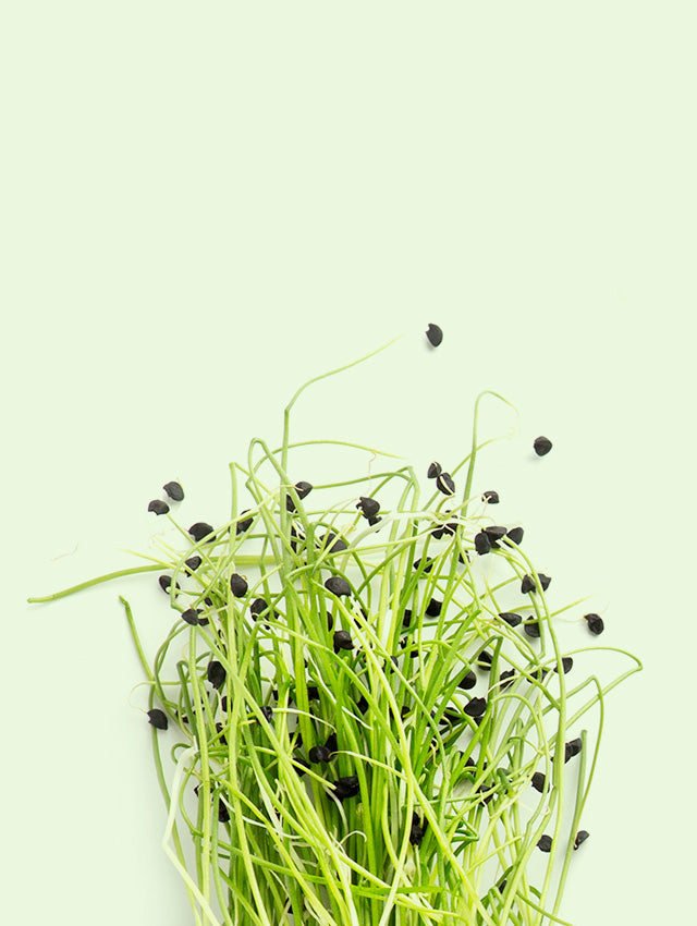 Alfafa Grass Ingredient