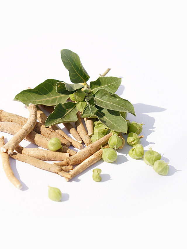 Ashwaghandha Ingredient