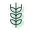 Icon of a wheat stalk with a green leaf on a white background