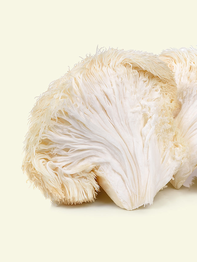 Lion's Mane Ingredient