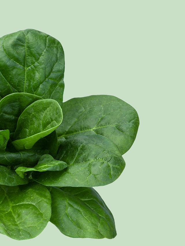 Spinach Ingredient