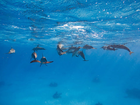 The Fat That Saved the Dolphins