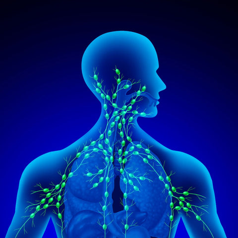 Your Body's Hidden Maintenance System (That Nobody Talks About)