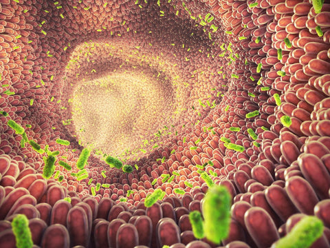 Your Gut's Trillion-Strong Army