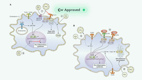 HDL in the 21st Century: A Multifunctional Roadmap for Future HDL Research