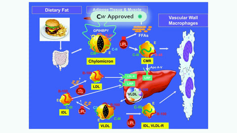 Triglycerides and Cardiovascular Disease. A Scientific Statement From the American Heart Association
