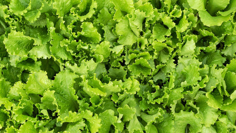 Lettuce: A Crisp Addition to Your Meals with Some Considerations