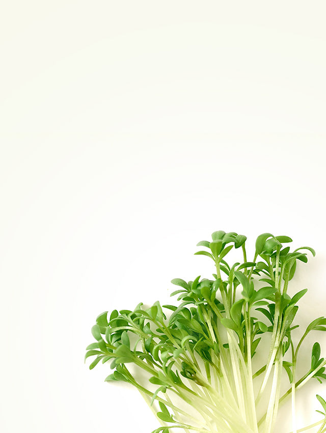 Watercress Ingredient